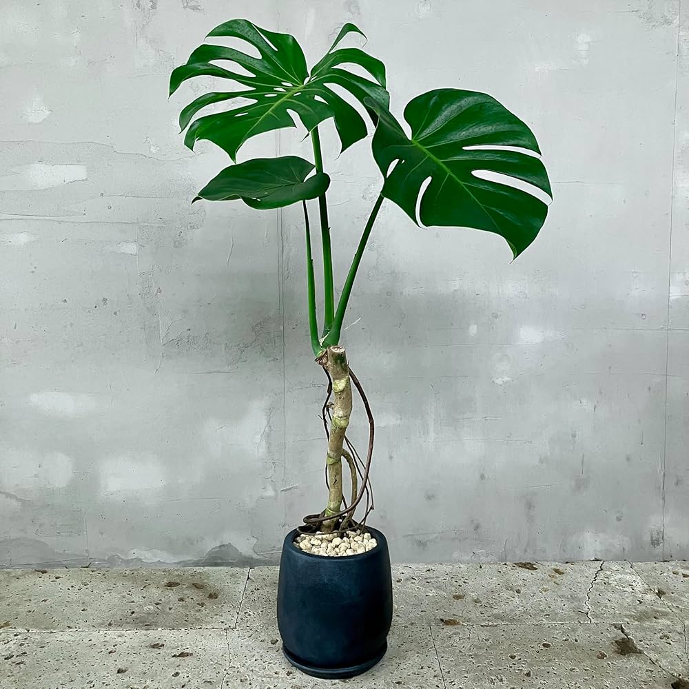 モンステラ。幹立ち。デリシオーサ。観葉植物。鉢ごと無料で発送致します。 現品］3番 モンステラ デリシオーサ 幹立ち 6号 観葉植物 室内